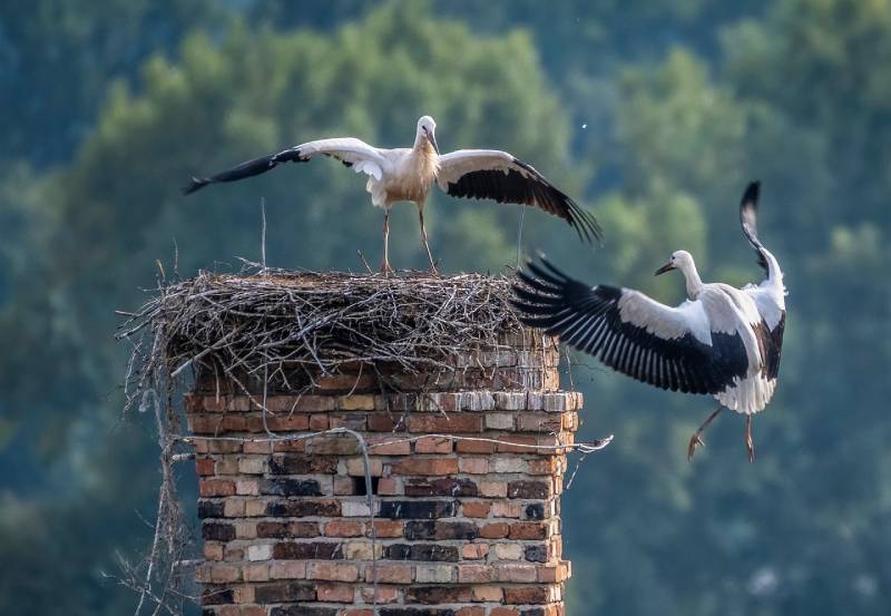 Expert Chimney Animal Removal in Garden City, MI Professional Chimney Animal Removal Services in Garden City, Michigan