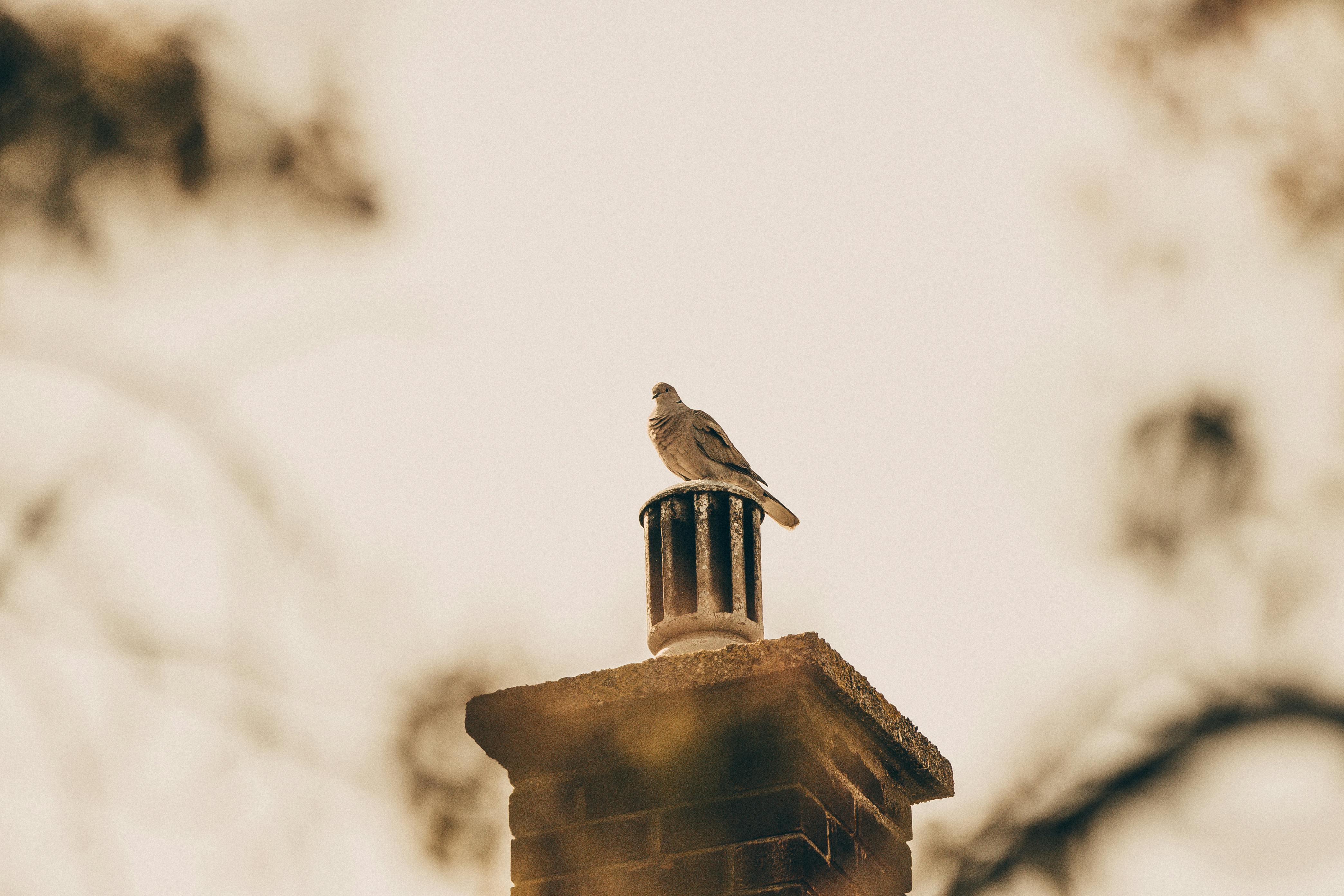Quality Chimney Caps and Dampers Installation in Garden City, MI Professional Chimney Cap and Damper In Garden City Michigan